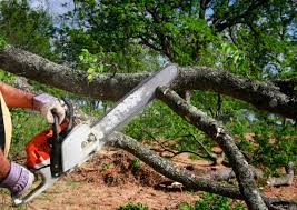 Best Fruit Tree Pruning  in Dripping Springs, TX